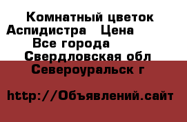 Комнатный цветок Аспидистра › Цена ­ 150 - Все города  »    . Свердловская обл.,Североуральск г.